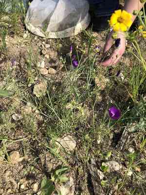Palmleaf poppymallow(Callirhoe pedata)
