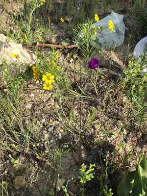 Palmleaf poppymallow(Callirhoe pedata)