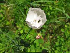 Palmleaf poppymallow(Callirhoe pedata)