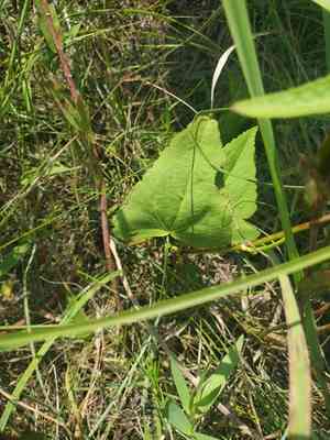 Clustered poppymallow(Callirhoe triangulata)