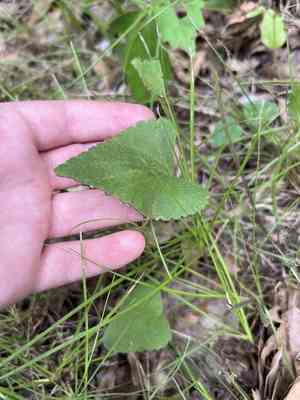 Clustered poppymallow(Callirhoe triangulata)