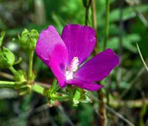 Clustered poppymallow(Callirhoe triangulata)