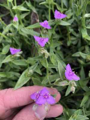 Littleflower roseling(Callisia micrantha)