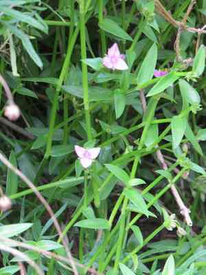 Littleflower roseling(Callisia micrantha)