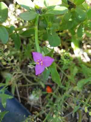 Littleflower roseling(Callisia micrantha)