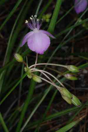 Piedmont roseling(Callisia rosea)