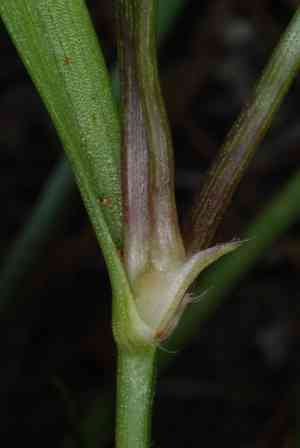 Piedmont roseling(Callisia rosea)