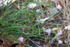 Piedmont roseling(Callisia rosea)