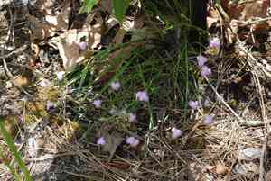 Piedmont roseling(Callisia rosea)