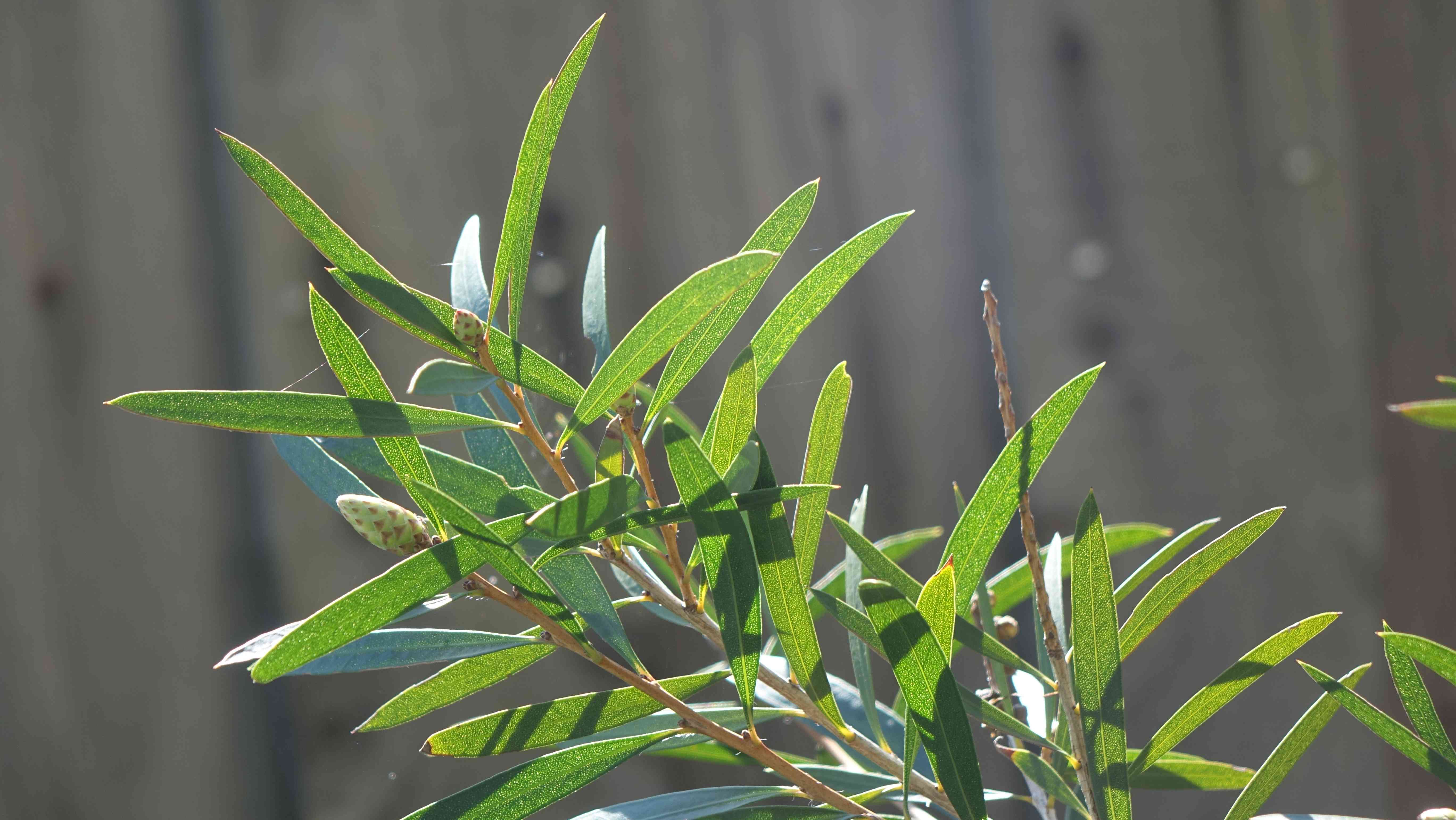 Crimson bottlebrush(Callistemon citrinus)