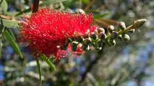 Crimson bottlebrush(Callistemon citrinus)