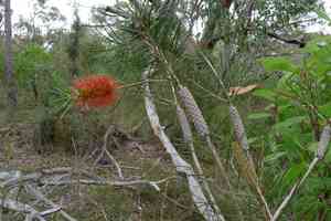Bottlebrush(Callistemon rigidus)
