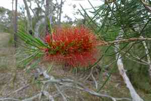 Bottlebrush(Callistemon rigidus)