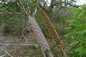 Bottlebrush(Callistemon rigidus)