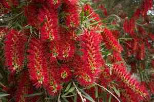 Weeping bottlebrush(Callistemon viminalis)