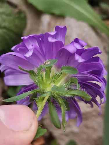 China aster(Callistephus chinensis)