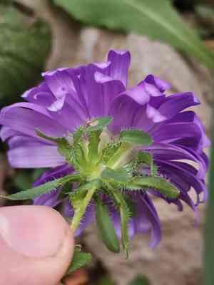 China aster(Callistephus chinensis)