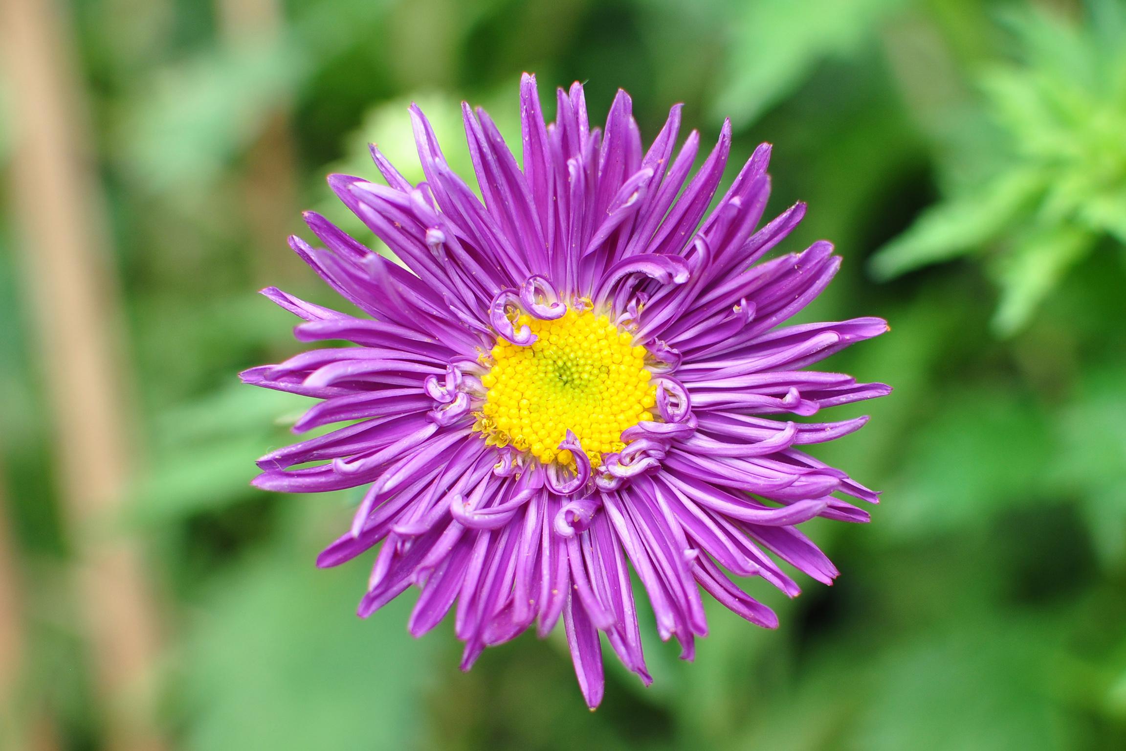 China aster