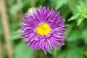 China aster(Callistephus chinensis)