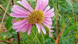 China aster(Callistephus chinensis)
