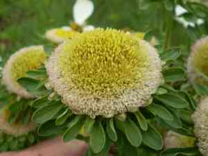 China aster(Callistephus chinensis)
