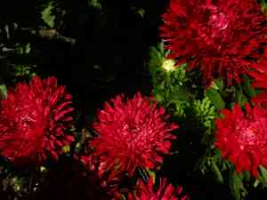 China aster(Callistephus chinensis)