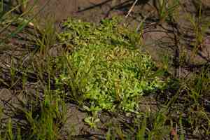 Winged water-starwort(Callitriche marginata)