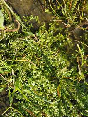 Winged water-starwort(Callitriche marginata)