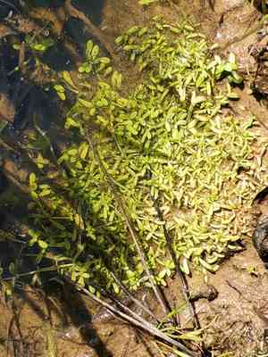 Winged water-starwort(Callitriche marginata)