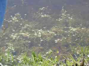Winged water-starwort(Callitriche marginata)