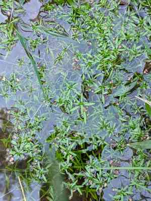 Water-Starwort (Callitriche)(Callitriche)