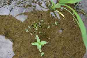 Water-Starwort (Callitriche)(Callitriche)