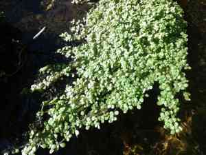 Water-Starwort (Callitriche)(Callitriche)