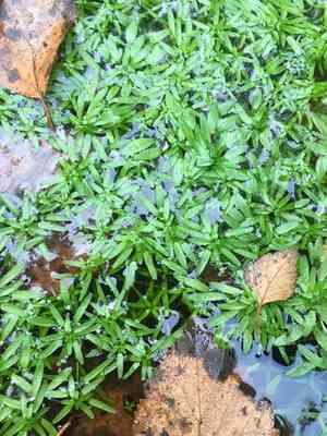 Water-Starwort (Callitriche)(Callitriche)