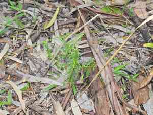 White Cypress-pine(Callitris columellaris)