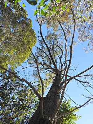 White Cypress-pine(Callitris columellaris)