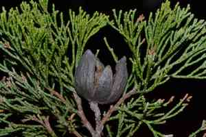 White Cypress-pine(Callitris columellaris)