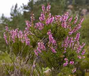 Scotch heather(Calluna vulgaris)