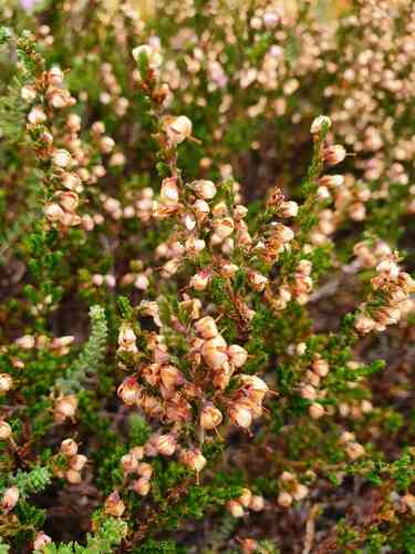 Scotch heather(Calluna vulgaris)