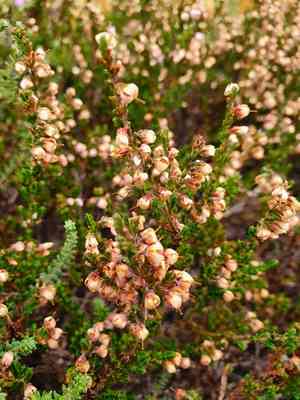 Scotch heather(Calluna vulgaris)