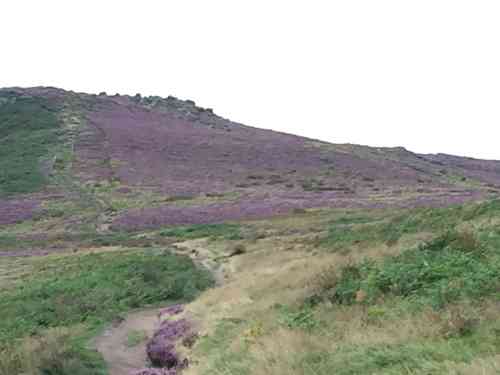 Scotch heather(Calluna vulgaris)