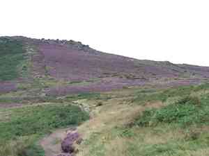 Scotch heather(Calluna vulgaris)