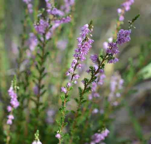 Scotch heather(Calluna vulgaris)