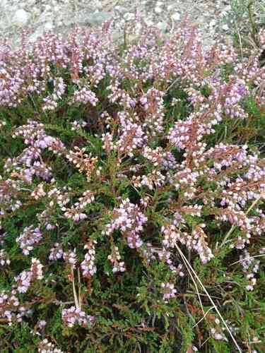 Scotch heather(Calluna vulgaris)