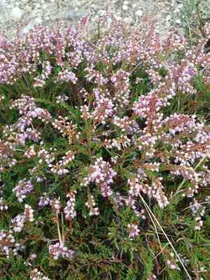 Scotch heather(Calluna vulgaris)