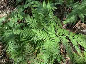 Common ground fern(Calochlaena dubia)
