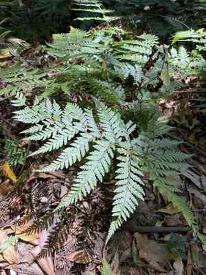 Common ground fern(Calochlaena dubia)