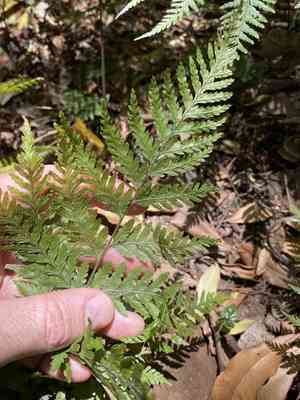 Common ground fern(Calochlaena dubia)