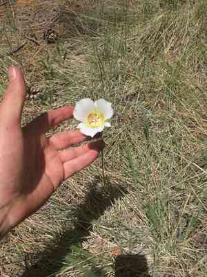 Doubting mariposa lily(Calochortus ambiguus)
