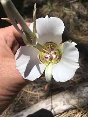 Doubting mariposa lily(Calochortus ambiguus)